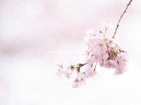 Kirschen blühen. Frühling. Iryna Mathes photography. Natur, lifestyle