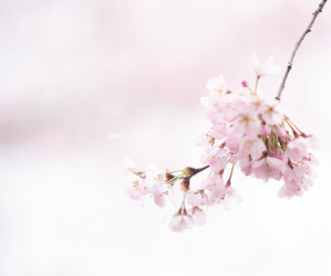 Kirschen blühen. Frühling. Iryna Mathes photography. Natur, lifestyle