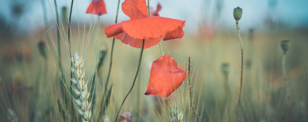 Mohn, photography Iryna Mathes, 2019
