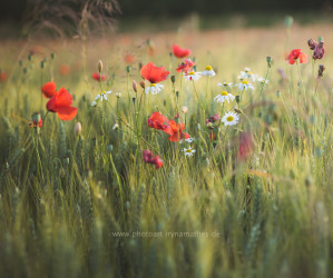 Mohn, photography Iryna Mathes, 2019
