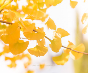 Herbst. Naturmotive von Iryna Mathes