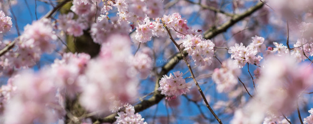 Frühling in Karlsruhe. Natur Fotografie