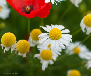 Naturfotografie: Sommerwiese: Mohn und Margerite
