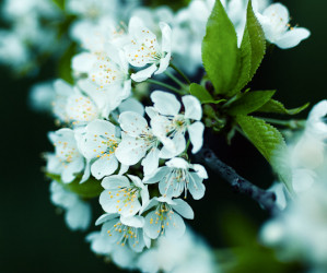 Kirschbaum Ast mit Blüte, fotografiert von Iryna Mathes
