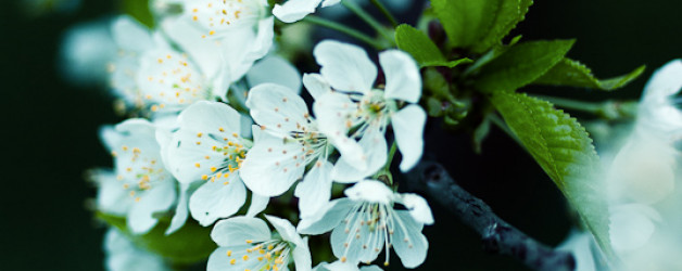 Kirschbaum Ast mit Blüte, fotografiert von Iryna Mathes