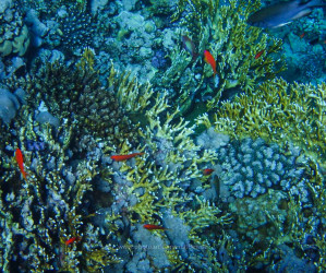 Rotes Meer, Unterwasserfotos. Korallen und Fische sind eine bunte Welt