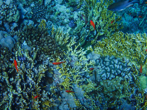 Schöne Unterwasserwelt