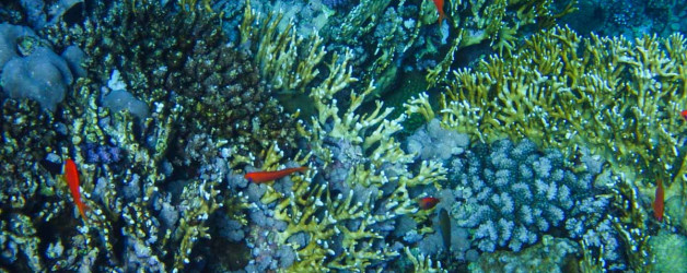 Rotes Meer, Unterwasserfotos. Korallen und Fische sind eine bunte Welt