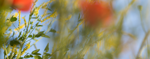 Sommerwiese. Mohn und bunte Gräser. Natur fotografie