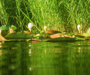 Sommer 2020, Baggersee. Mit Unterwasserkamera fotografieren