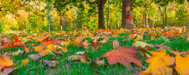 Baggersee Untergrombach-Bruchsal an einem Herbsttag. Deutschland, Europa Landschaft Fotografie