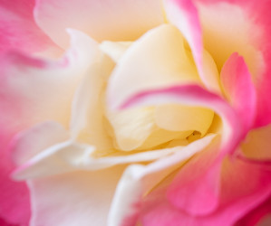 Nahaufnahme einer schönen Rose in den Farben Rosa und Gelb