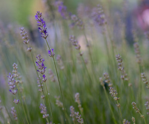 Lavendel ganz nah. Natur Fotografie
