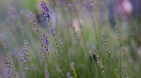 Lavendel